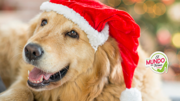 Cuidados de las mascotas en festividades de fin de año