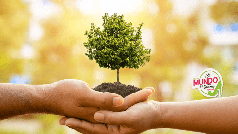 ⁠Juntos reforestemos Guatemala junto a Cemaco